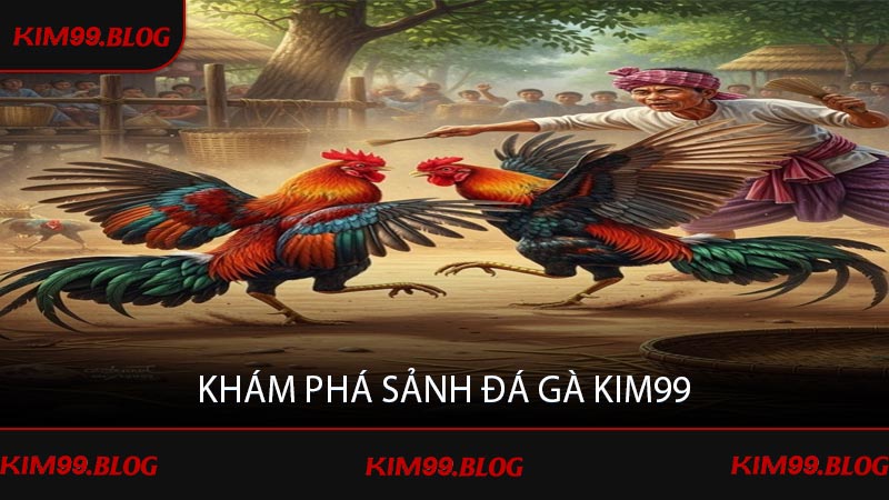 Khám phá sảnh đá gà KIM99
